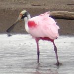 roseate spoonbill